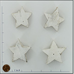 BOTCOCO STAR WHITE